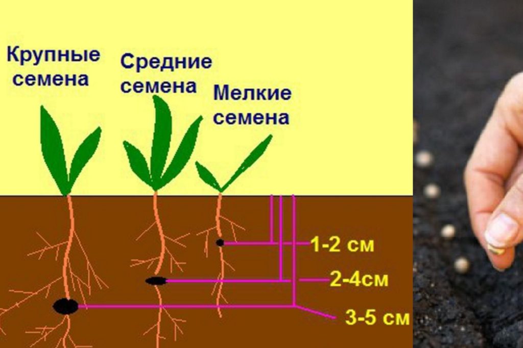 Таблица. Правильная глубина посева семян